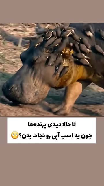 پست اینستاگرام C-z8kwppoQH
