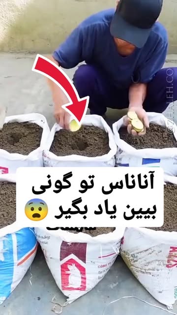 پست اینستاگرام CzoeF5NIFn1