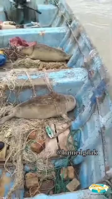 پست اینستاگرام DCNGlPkqE7V