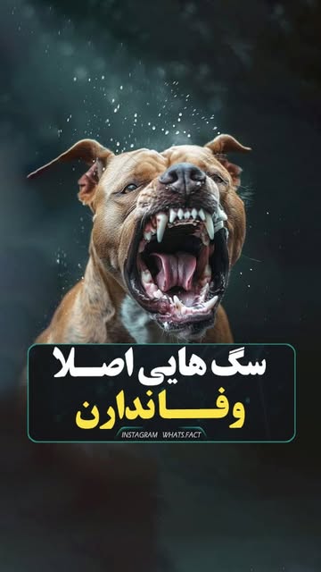 پست اینستاگرام DFLMsyJoK_T