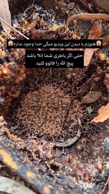 پست اینستاگرام DMzm3Q4i4aX