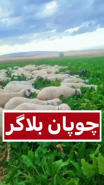 پست اینستاگرام DPGq0w2iP86