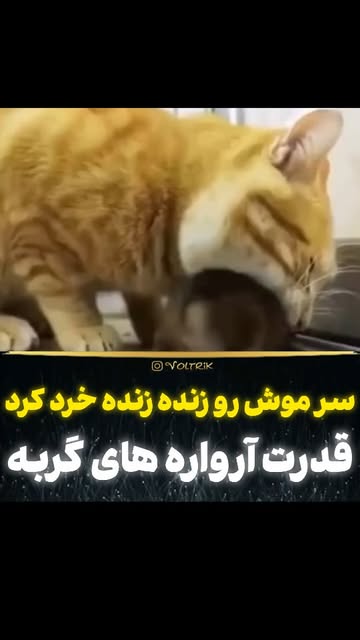 پست اینستاگرام DPTh-OQiFtd