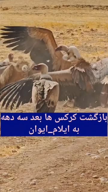 پست اینستاگرام DPvp11rDglE