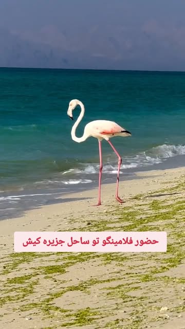 پست اینستاگرام DSMrPfmDAKH