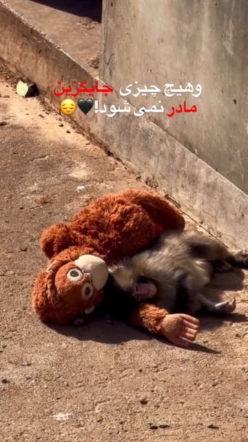 پست اینستاگرام DVCOMp-DD5r