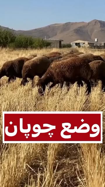 پست اینستاگرام DZAOSp8oYji