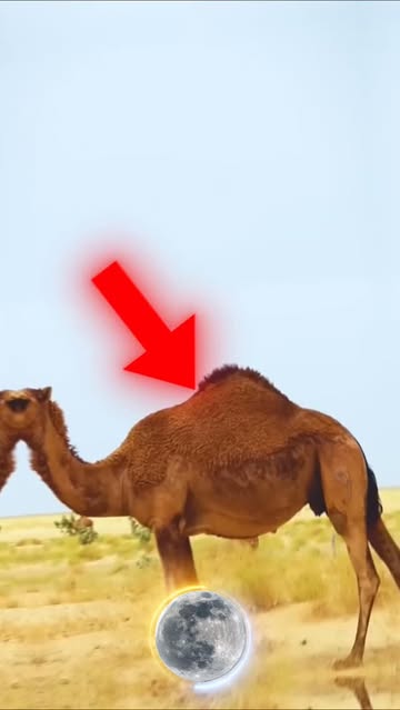 پست اینستاگرام DZIYf0zC5Ou