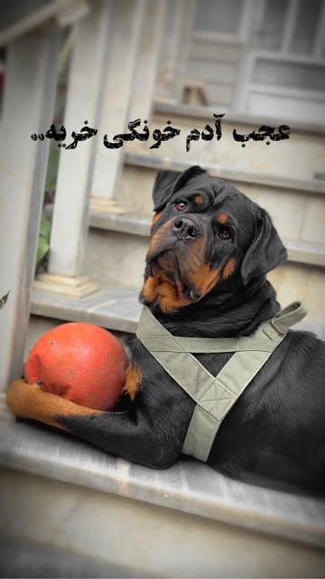 پست اینستاگرام DZiAKd8shv2