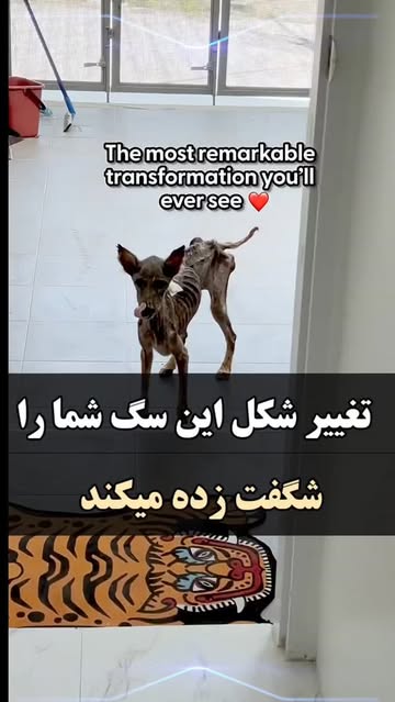 پست اینستاگرام DZzVmNJIsO6