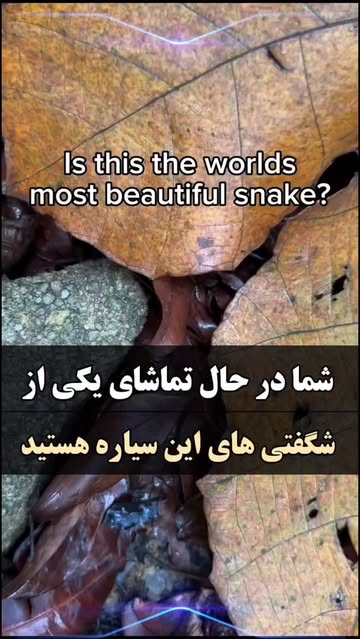 پست اینستاگرام DaALcS6oA_5