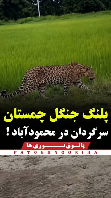 پست اینستاگرام Db-3z3qspjZ
