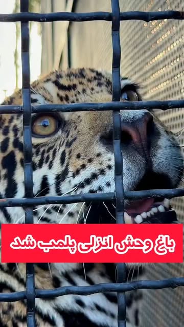 پست اینستاگرام Db3NYttt9WT