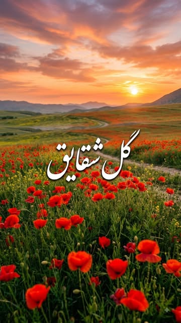 پست اینستاگرام Db3VLDFRiQu