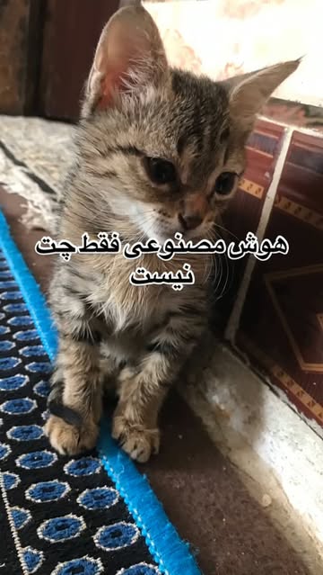 پست اینستاگرام Db6CFsPNeLT