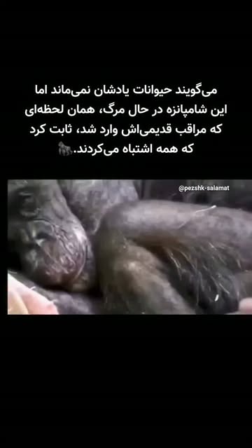 پست اینستاگرام Db6GmVLM741