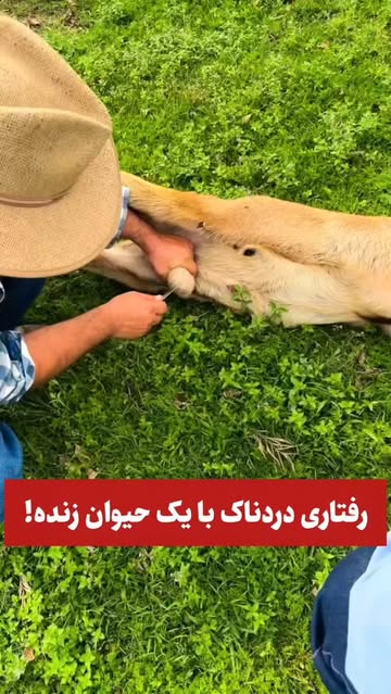 پست اینستاگرام Db84KDOM6OA