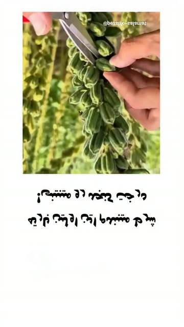 پست اینستاگرام Db8iCwSsbOX