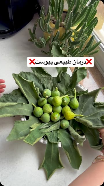 پست اینستاگرام DbKvhNpo5HY