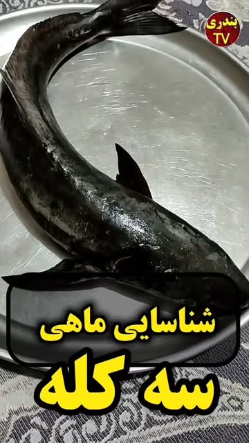 پست اینستاگرام DbTGzCItvbS