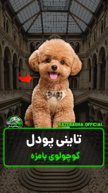 پست اینستاگرام DbX0eogCiH6