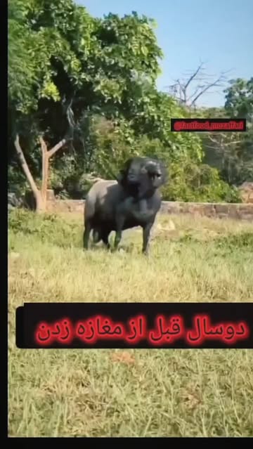 پست اینستاگرام DbZBXlMoxEs