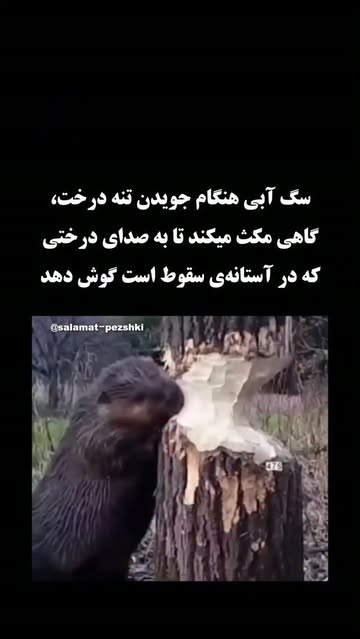 پست اینستاگرام Db_RB3wM1FM