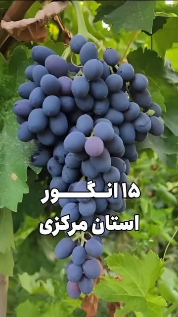 پست اینستاگرام Db_kQ_BSbkM