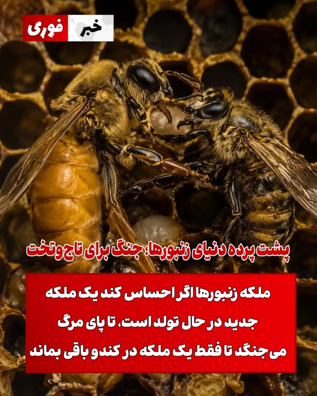 پست اینستاگرام DbbeylkOd1i