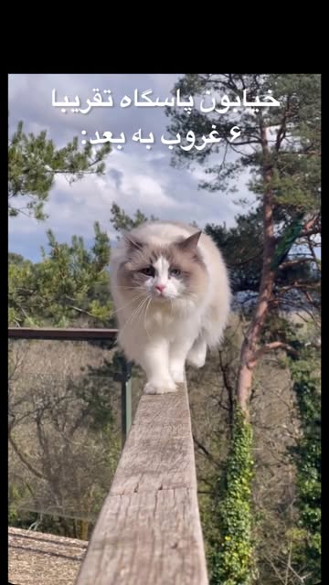 پست اینستاگرام DbnpkoCIgaP