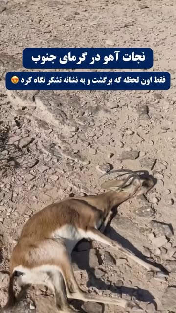 پست اینستاگرام Dbpo0ibs-vw