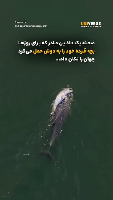 پست اینستاگرام DbshvX2NLoq