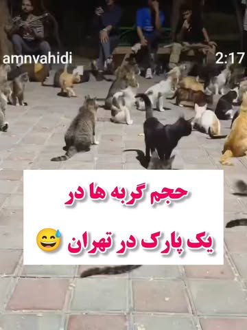پست اینستاگرام DbyjqjwiC8m