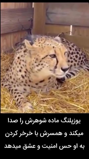 پست اینستاگرام Dbyoasyxucn