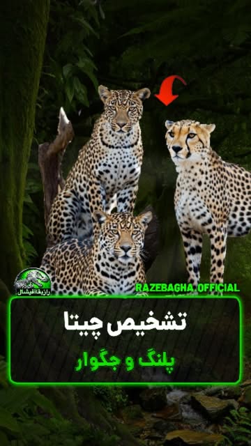 پست اینستاگرام Dc0bBwmiBmb