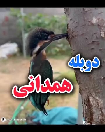 پست اینستاگرام Dc0nyQsFXyt