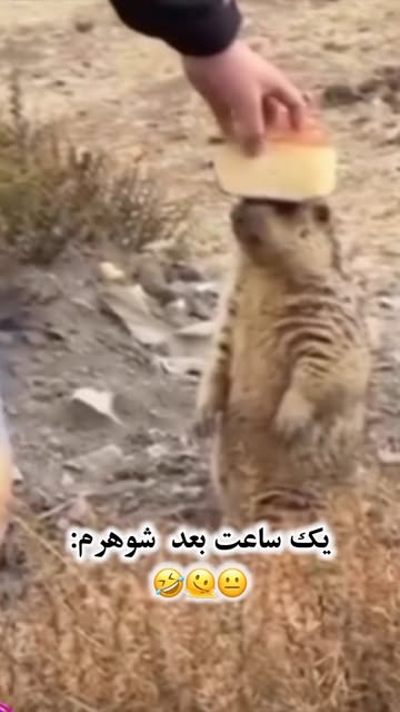 پست اینستاگرام Dc1W5_Ltzzp