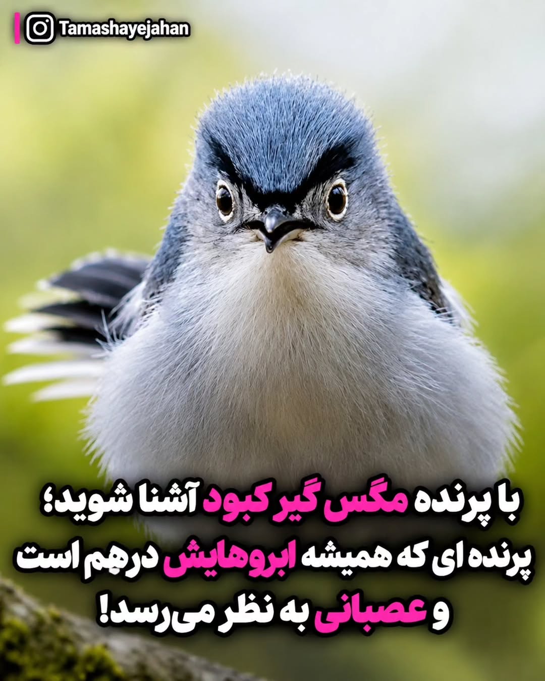 پست اینستاگرام Dc9chWyDPx_