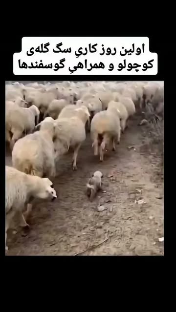 پست اینستاگرام DcCYPd1MfGm