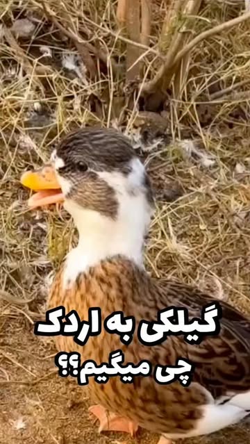 پست اینستاگرام DcDWyL8ILoi