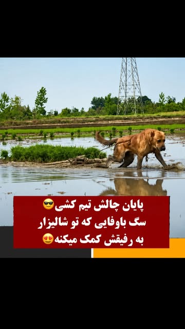 پست اینستاگرام DcEVd3HMngD