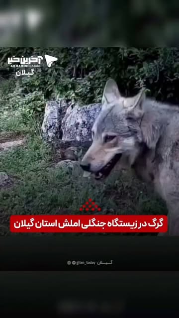 پست اینستاگرام DcEuHzkuEJQ
