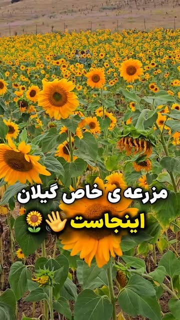 پست اینستاگرام DcG5Vt8hyPr