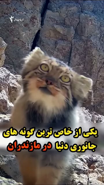 پست اینستاگرام DcGHbAPNhM7
