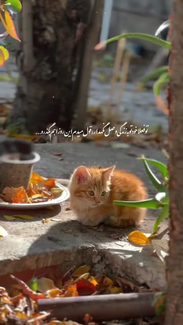 پست اینستاگرام DcIpLp1M13q