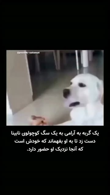 پست اینستاگرام DcJbjq_Oj7C