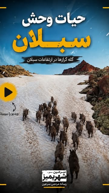 پست اینستاگرام DcJz_Z0RXeF
