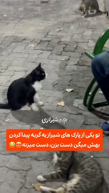 پست اینستاگرام DcL-p0cs9N5