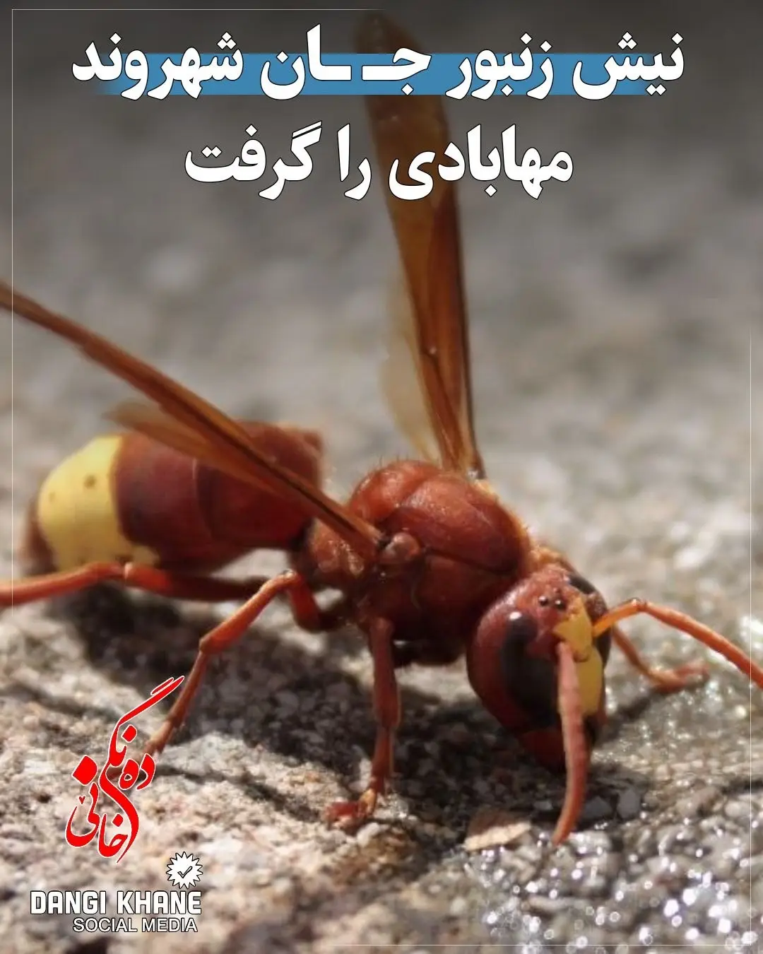 پست اینستاگرام DcMMXGmt7zL