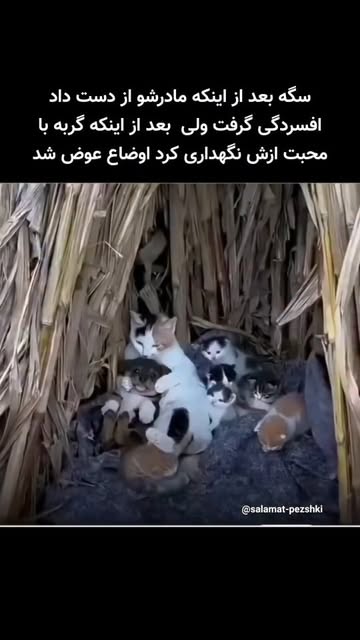 پست اینستاگرام DcMPcrhs1mj